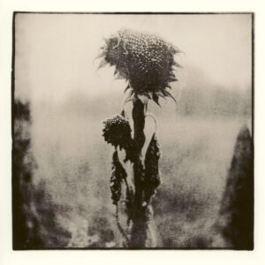 sunflower | Lith Print Baryta